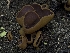  (Paragalactinia michelii - HAY-F-004505)  @11 [ ] by-nc (2023) Stu Pickell Fungal Diversity Survey