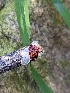  ( - HAY-F-004525)  @11 [ ] by-nc (2023) Stu Pickell Fungal Diversity Survey