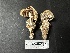  ( - LA-F-000085)  @11 [ ] c (2023) Rudy Diaz Fungal Diversity Survey