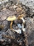  ( - HAY-F-005206)  @11 [ ] c (2023) Rudy Diaz Fungal Diversity Survey