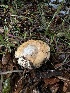  ( - HAY-F-005192)  @11 [ ] c (2023) Rudy Diaz Fungal Diversity Survey