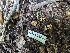  ( - HAY-F-004527)  @11 [ ] by-nc (2023) Stu Pickell Fungal Diversity Survey