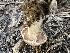  ( - HAY-F-001277)  @11 [ ] by-nc (2023) Aaron Tupac Fungal Diversity Survey