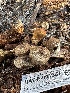  ( - HAY-F-001357)  @11 [ ] by-nc (2023) Aaron Tupac Fungal Diversity Survey