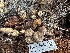  ( - HAY-F-001357)  @11 [ ] by-nc (2023) Aaron Tupac Fungal Diversity Survey
