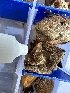  ( - HAY-F-001357)  @11 [ ] by-nc (2023) Aaron Tupac Fungal Diversity Survey