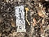  (Sowerbyella sp. CA01 - HAY-F-001259)  @11 [ ] by-nc (2023) Aaron Tupac Fungal Diversity Survey