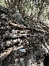  ( - HAY-F-001259)  @11 [ ] by-nc (2023) Aaron Tupac Fungal Diversity Survey