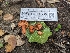  ( - HAY-F-004535)  @11 [ ] by-nc (2023) Stu Pickell Fungal Diversity Survey