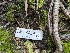  (Peziza sp. CA07 - HAY-F-004537)  @11 [ ] by-nc (2023) Stu Pickell Fungal Diversity Survey