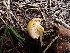  ( - HAY-F-003635)  @11 [ ] by-nc (2023) Sadie Hickey Fungal Diversity Survey
