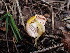  ( - HAY-F-003635)  @11 [ ] by-nc (2023) Sadie Hickey Fungal Diversity Survey