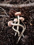  ( - HAY-F-003635)  @11 [ ] by-nc (2023) Sadie Hickey Fungal Diversity Survey
