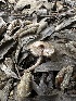  ( - HAY-F-002753)  @11 [ ] c (2023) Rudy Diaz Fungal Diversity Survey