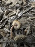  ( - HAY-F-002753)  @11 [ ] c (2023) Rudy Diaz Fungal Diversity Survey