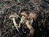  ( - HAY-F-003625)  @11 [ ] by-nc (2023) Sadie Hickey Fungal Diversity Survey