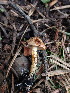  ( - HAY-F-003625)  @11 [ ] by-nc (2023) Sadie Hickey Fungal Diversity Survey