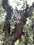  ( - HAY-F-004192)  @11 [ ] by-nc (2023) Jaren Hockert Fungal Diversity Survey