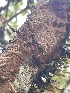  ( - HAY-F-004192)  @11 [ ] by-nc (2023) Jaren Hockert Fungal Diversity Survey