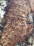  ( - HAY-F-004192)  @11 [ ] by-nc (2023) Jaren Hockert Fungal Diversity Survey