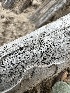  ( - HAY-F-005573)  @11 [ ] c (2023) Rudy Diaz Fungal Diversity Survey