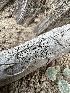  ( - HAY-F-005573)  @11 [ ] c (2023) Rudy Diaz Fungal Diversity Survey