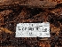  (Henningsomyces sp. candidus-CA02 - HAY-F-004957)  @11 [ ] by-nc (2023) Warren Cardimona Fungal Diversity Survey