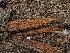  ( - HAY-F-004957)  @11 [ ] by-nc (2023) Warren Cardimona Fungal Diversity Survey