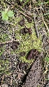  (Phylloscypha sp. PNW02 - HAY-F-002221)  @11 [ ] by-nc (2023) Thea Chesney Fungal Diversity Survey