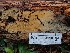  ( - HAY-F-004920)  @11 [ ] by-nc (2023) Warren Cardimona Fungal Diversity Survey