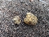  ( - HAY-F-000531)  @11 [ ] by-nc (2023) Warren Cardimona Fungal Diversity Survey