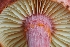  ( - HAY-F-005288)  @11 [ ] by-nc (2023) Warren Cardimona Fungal Diversity Survey
