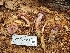  ( - HAY-F-005288)  @11 [ ] by-nc (2023) Warren Cardimona Fungal Diversity Survey