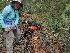  ( - HAY-F-005288)  @11 [ ] by-nc (2023) Warren Cardimona Fungal Diversity Survey