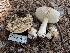  ( - HAY-F-005256)  @11 [ ] by-nc (2023) Warren Cardimona Fungal Diversity Survey