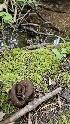  ( - HAY-F-002221)  @11 [ ] by-nc (2023) Thea Chesney Fungal Diversity Survey