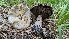  (Agaricus berryessae - HAY-F-001427)  @11 [ ] c (2023) Michelle C. Torres-Grant Fungal Diversity Survey