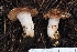  ( - HAY-F-004935)  @11 [ ] by-nc (2023) Warren Cardimona Fungal Diversity Survey