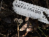  ( - HAY-F-004499)  @11 [ ] by-nc (2023) Stu Pickell Fungal Diversity Survey