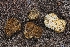  ( - HAY-F-000531)  @11 [ ] by-nc (2023) Warren Cardimona Fungal Diversity Survey