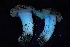  ( - HAY-F-004935)  @11 [ ] by-nc (2023) Warren Cardimona Fungal Diversity Survey