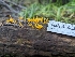  ( - HAY-F-004415)  @11 [ ] by-nc (2023) Stu Pickell Fungal Diversity Survey