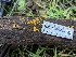  ( - HAY-F-004415)  @11 [ ] by-nc (2023) Stu Pickell Fungal Diversity Survey