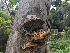  ( - HAY-F-004545)  @11 [ ] by-nc (2023) Stu Pickell Fungal Diversity Survey