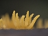  ( - HAY-F-004415)  @11 [ ] by-nc (2023) Stu Pickell Fungal Diversity Survey