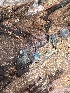  ( - HAY-F-004195)  @11 [ ] by-nc (2023) Jaren Hockert Fungal Diversity Survey