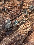 ( - HAY-F-004195)  @11 [ ] by-nc (2023) Jaren Hockert Fungal Diversity Survey