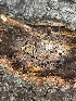  ( - HAY-F-004195)  @11 [ ] by-nc (2023) Jaren Hockert Fungal Diversity Survey