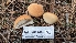  ( - HAY-F-001452)  @11 [ ] c (2023) Michelle C. Torres-Grant Fungal Diversity Survey