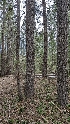  ( - HAY-F-001452)  @11 [ ] c (2023) Michelle C. Torres-Grant Fungal Diversity Survey